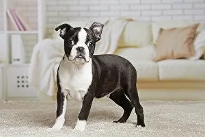 Boston: 80194392 Dog - Boston Terrier puppy Jean-Michel