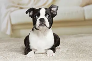 Boston: 80194393 Dog - Boston Terrier puppy Jean-Michel