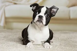 Boston: 80194394 Dog - Boston Terrier puppy Jean-Michel
