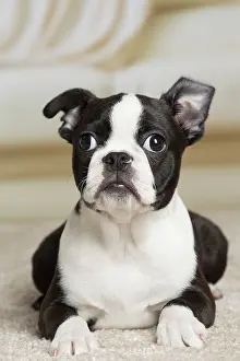 Boston: 80194395 Dog - Boston Terrier puppy Jean-Michel