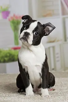 Boston: 80194396 Dog - Boston Terrier puppy Jean-Michel