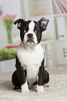 Boston: 80194397 Dog - Boston Terrier puppy Jean-Michel
