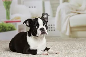 Boston: 80194398 Dog - Boston Terrier puppy Jean-Michel