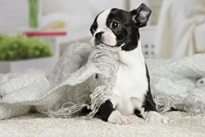 Boston: 80194399 Dog - Boston Terrier puppy Jean-Michel