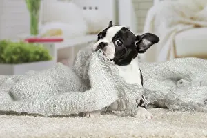 Boston: 80194400 Dog - Boston Terrier puppy Jean-Michel