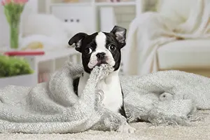 Boston: 80194401 Dog - Boston Terrier puppy Jean-Michel