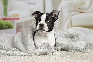 Boston: 80194402 Dog - Boston Terrier puppy Jean-Michel