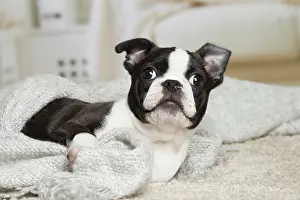 Boston: 80194403 Dog - Boston Terrier puppy Jean-Michel