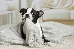 Boston: 80194404 Dog - Boston Terrier puppy Jean-Michel
