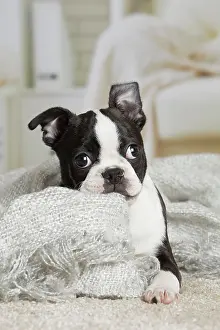 Boston: 80194405 Dog - Boston Terrier puppy Jean-Michel