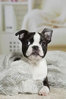 Boston: 80194406 Dog - Boston Terrier puppy Jean-Michel