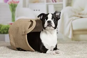Boston: 80194407 Dog - Boston Terrier puppy Jean-Michel