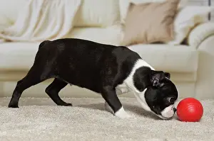 Boston: 80194408 Dog - Boston Terrier puppy Jean-Michel