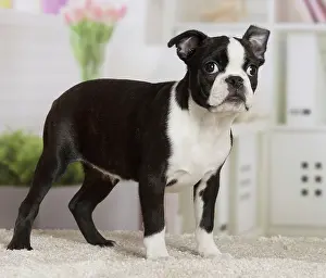 Boston: 80194409 Dog - Boston Terrier puppy Jean-Michel