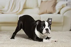 Boston: 80194411 Dog - Boston Terrier puppy Jean-Michel