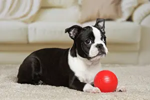 Boston: 80194412 Dog - Boston Terrier puppy Jean-Michel