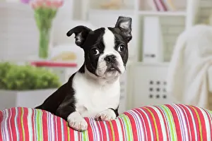Boston: 80194413 Dog - Boston Terrier puppy Jean-Michel
