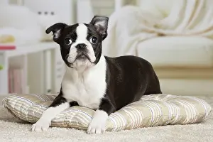 Boston: 80194414 Dog - Boston Terrier puppy Jean-Michel