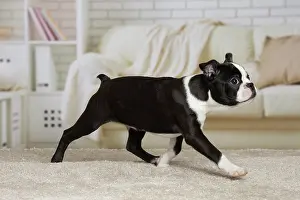 Boston: 80194415 Dog - Boston Terrier puppy Jean-Michel