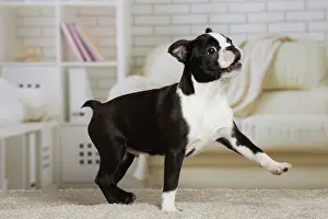 Boston: 80194418 Dog - Boston Terrier puppy Jean-Michel