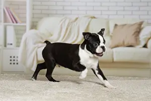 Boston: 80194419 Dog - Boston Terrier puppy Jean-Michel