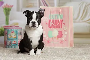 Boston: 80194422 Dog - Boston Terrier puppy Jean-Michel