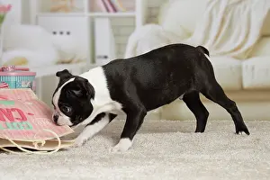 Boston: 80194423 Dog - Boston Terrier puppy Jean-Michel