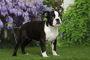 Boston: 80194424 Dog - Boston Terrier puppy Jean-Michel