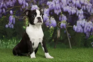 Boston: 80194425 Dog - Boston Terrier puppy Jean-Michel