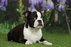 Boston: 80194426 Dog - Boston Terrier puppy Jean-Michel