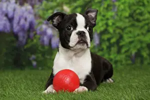 Boston: 80194427 Dog - Boston Terrier puppy Jean-Michel