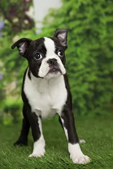 Boston: 80194428 Dog - Boston Terrier puppy Jean-Michel