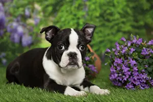 Boston: 80194429 Dog - Boston Terrier puppy Jean-Michel