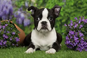 Boston: 80194430 Dog - Boston Terrier puppy Jean-Michel