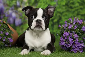 Boston: 80194431 Dog - Boston Terrier puppy Jean-Michel