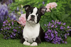 Boston: 80194432 Dog - Boston Terrier puppy Jean-Michel