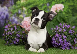 Boston: 80194433 Dog - Boston Terrier puppy Jean-Michel