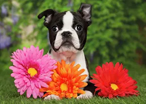 Boston: 80194434 Dog - Boston Terrier puppy Jean-Michel