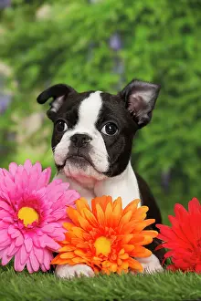 Boston: 80194435 Dog - Boston Terrier puppy Jean-Michel