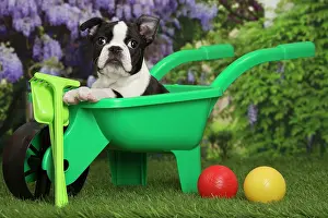 Boston: 80194436 Dog - Boston Terrier puppy Jean-Michel