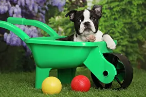 Boston: 80194437 Dog - Boston Terrier puppy Jean-Michel