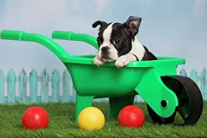 Boston: 80194439 Dog - Boston Terrier puppy Jean-Michel