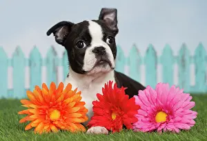 Boston: 80194440 Dog - Boston Terrier puppy Jean-Michel