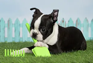 Boston: 80194442 Dog - Boston Terrier puppy Jean-Michel