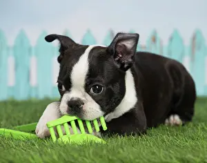 Boston: 80194443 Dog - Boston Terrier puppy Jean-Michel
