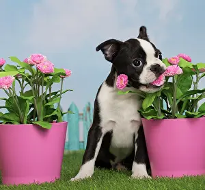 Boston: 80194444 Dog - Boston Terrier puppy Jean-Michel