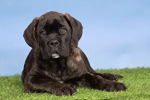 Corso: 80194445 Dog - Cane Corso / Italian Mastiff puppy