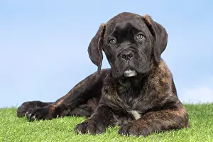 Chien: 80194446 Dog - Cane Corso / Italian Mastiff puppy