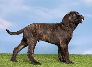 Chien: 80194448 Dog - Cane Corso / Italian Mastiff puppy