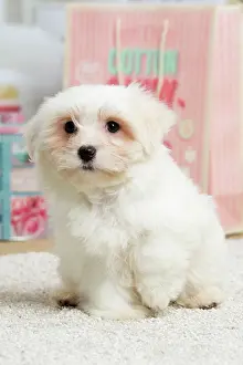 Tulear: 80194449 Dog - Coton de Tulear puppy Jean-Michel